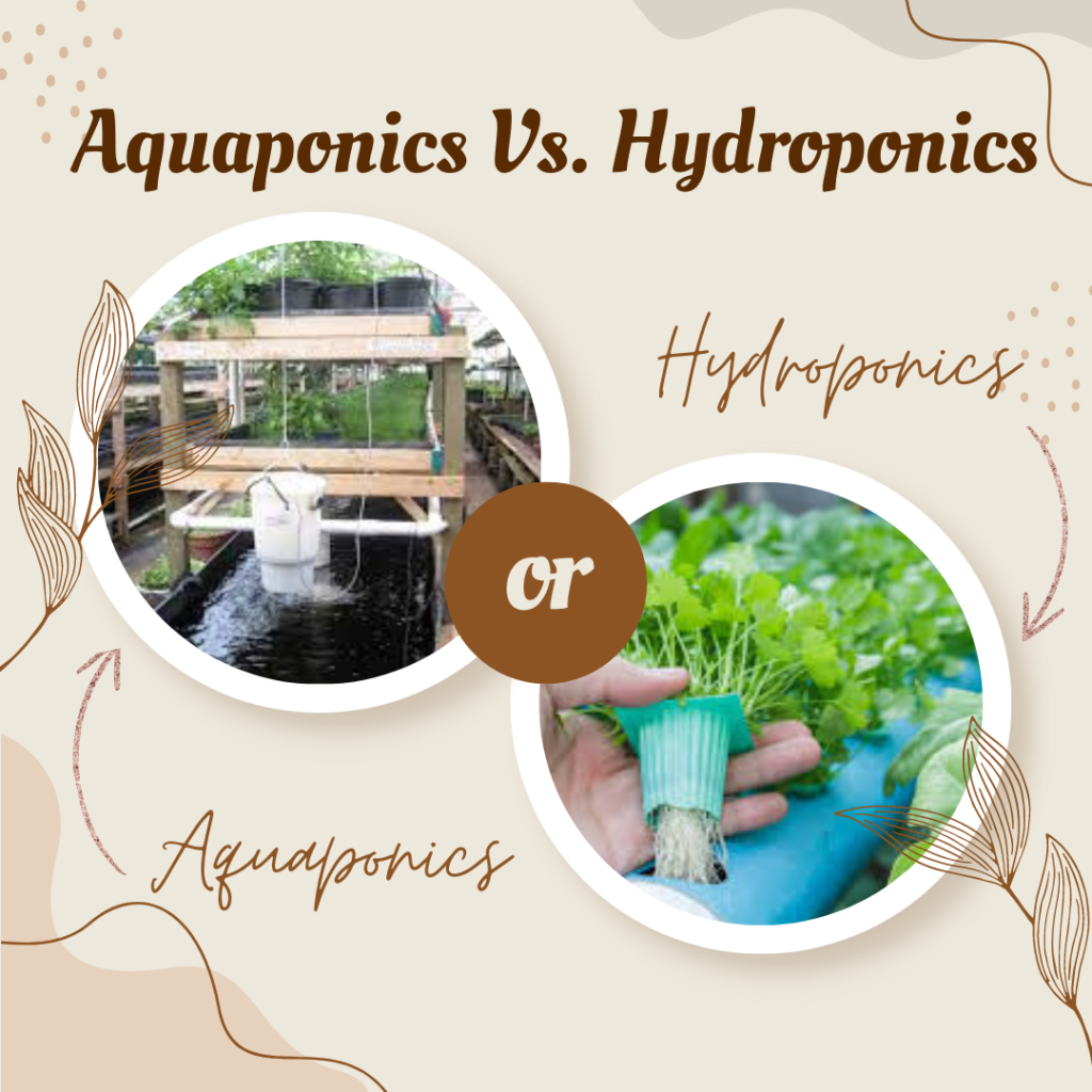 Aquaponics vs hydroponics are two popular methods of soilless farming that have gained significant attention over the years. Both systems are similar in that they do not require soil to grow plants, making them efficient ways of producing food in limited space. However, they differ in design, structure, cost, nutrient management, and more. In this article, we will delve into the intricacies of both aquaponics and hydroponics to understand their differences and similarities.